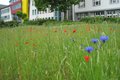 Nahaufnahme einer Blumenwiese vor dem Kreishaus in Grevenbroich